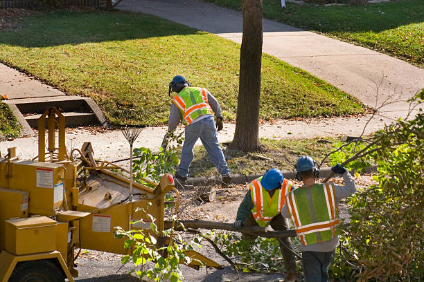 Why Choose Our Tree Removal Services in South Burlington, VT?